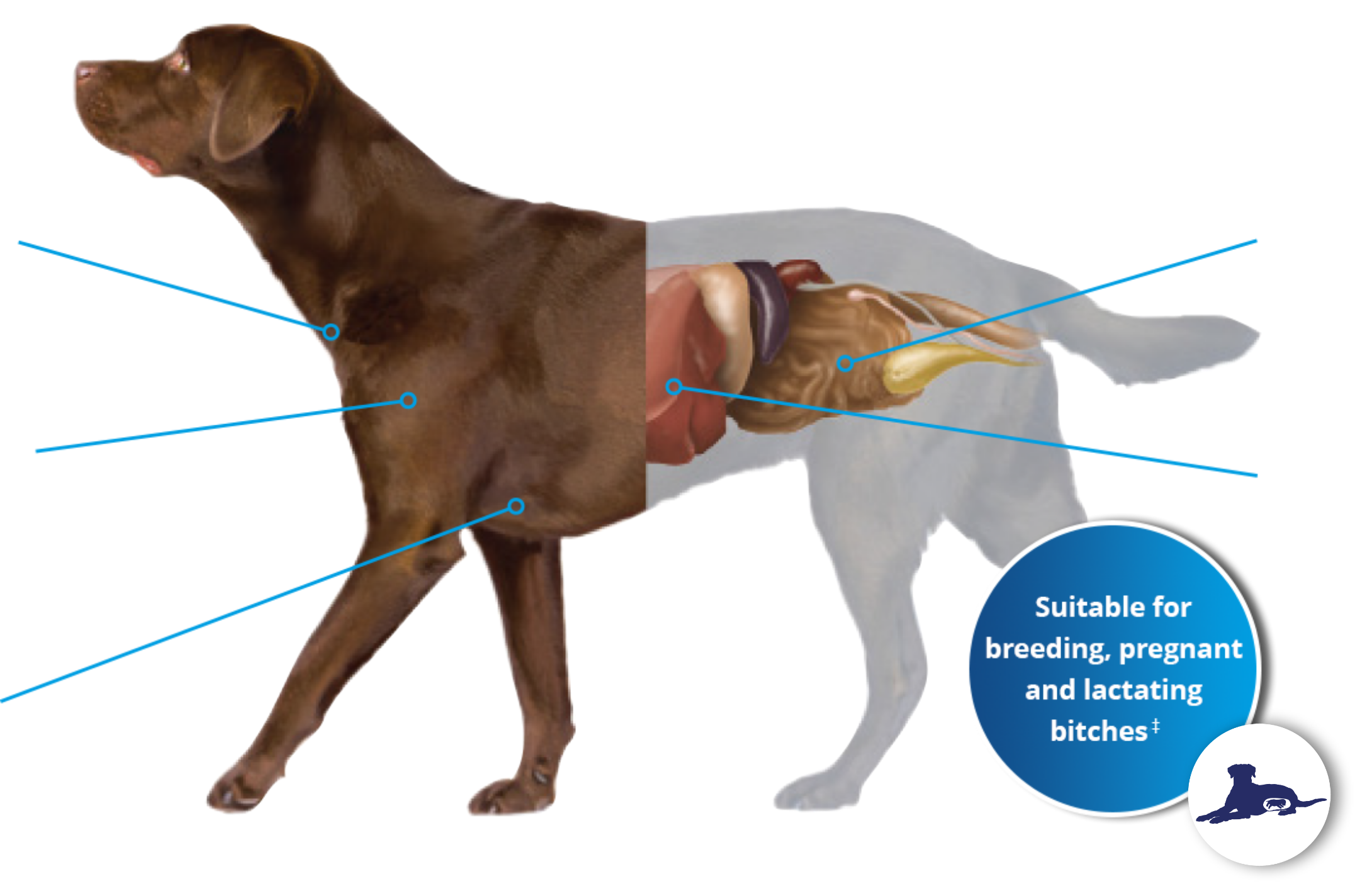dog parasites