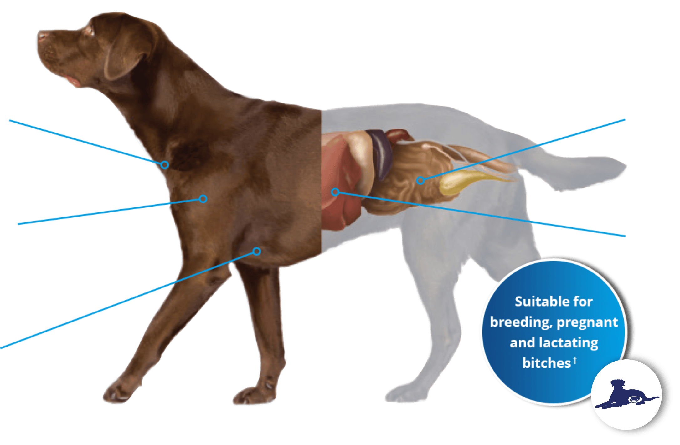 dog parasites