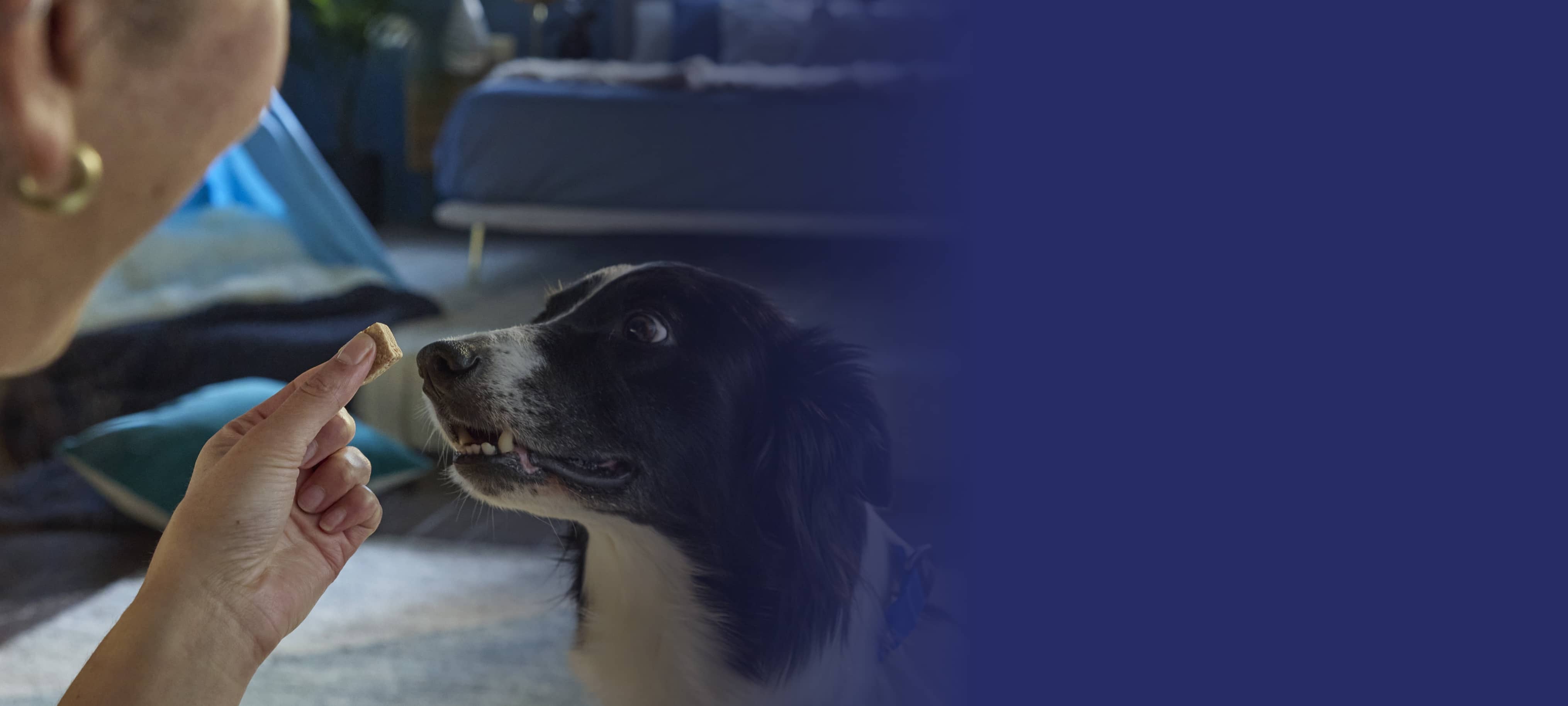 Pet owner education and engagement tools