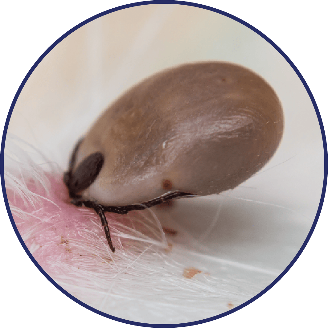 Tick