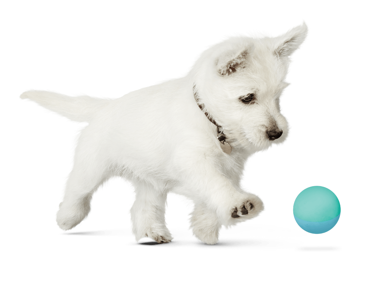 Puppy campaign