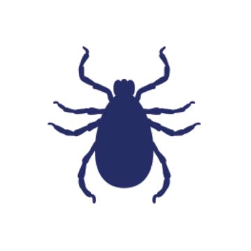 Tick